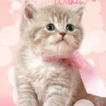 Pin By Bhuvana Jayakumar On Happy Birthday Happy Birthday Cat Happy