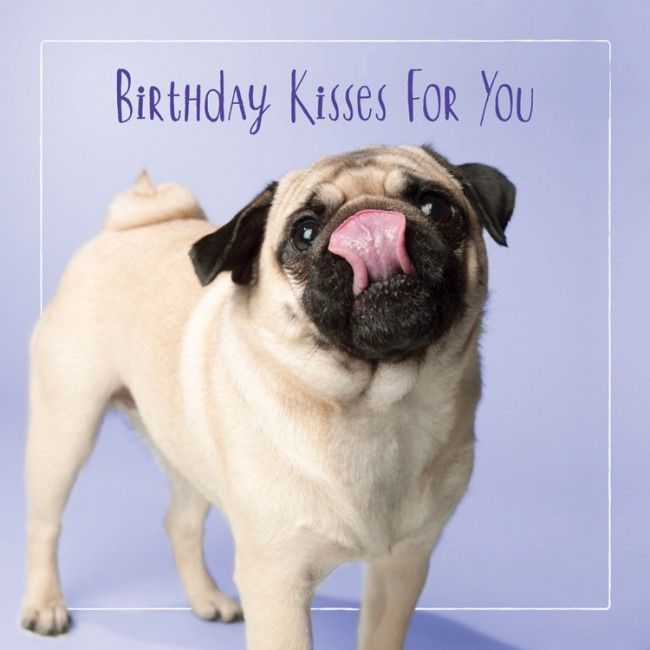 Happy Birthday Pug Pictures Google Zoeken Http tipsalud 